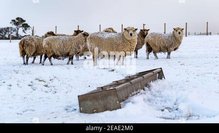 East Lothian, Scozia, Regno Unito, 9 febbraio 2021. UK Weather: Hardy pura razza pesantemente incinta Shetland pecore in inverno neve che alimenta da un trogolo Foto Stock