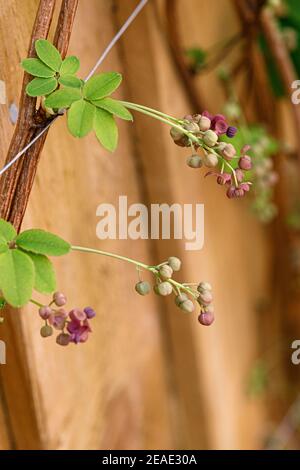 Akebia quinata a Rounton Close, marzo, Foto Stock