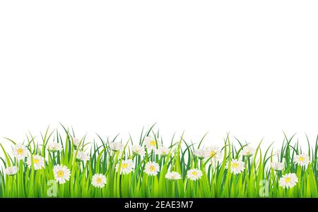 Campo primaverile di fiori di margherite, camomilla e verde erba succosa, prato. Vettore, illustrazione, isolato, modello, banner, volantino Illustrazione Vettoriale
