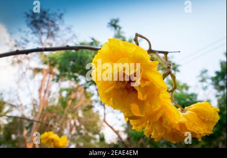 Cochlospermum regium, albero di cotone giallo (suphannika:Thai) fiore fiorito in garde Foto Stock