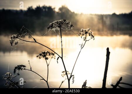 Hoarfrost in mattinata foggy sulla pianta a Schwenninger Moos in Germania Foto Stock