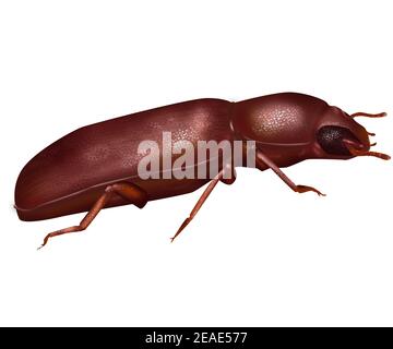 Coleottero di farina rossa - Timbolium castaneum. Insetti rossi. Isolato su bianco. Foto Stock