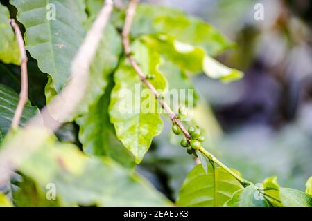 Le bacche di caffè non mature sono ancora presenti nella pianta del caffè Foto Stock