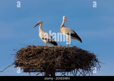 Coppia (2) cicogne bianche (ciconia ciconia) al nido Foto Stock