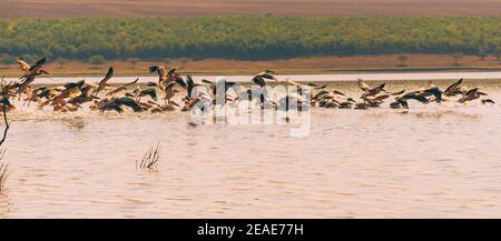 Foto di molti pellicani che sorvolano il lago durante l'estate. Foto Stock