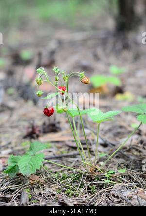 Primo piano su fragole selvatiche, boschi, alpini, carpazi, fragole europee, Fragaria vesca pianta con frutti rossi maturi nella foresta all'inizio di su Foto Stock