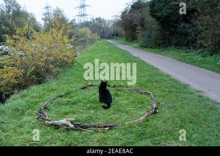 Un gatto nero e bianco smoking seduto in un magico cerchio di boho fatto da rami sul pavimento di erba, felino è tornato alla macchina fotografica, accanto al percorso di giorno Foto Stock