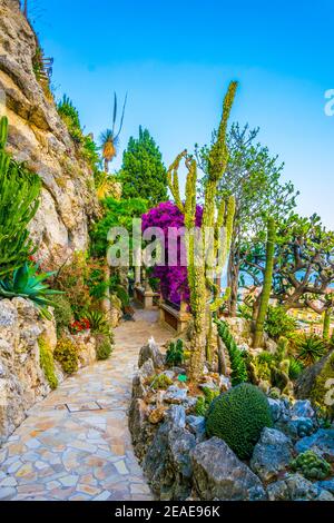 Giardino Jardin Exotique a Monaco Foto Stock