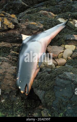 Porpoise del porto morto (Phocoena phocoena) sulla riva, Regno Unito. Foto Stock