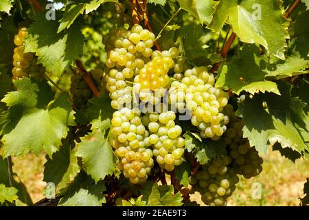 Vigneti ungheresi. Zona di Siklos. Bella raccolta nella vigna, enormi grappoli di frutta bianca sui cespugli. Foto Stock