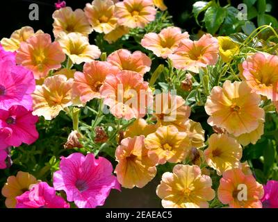 Sfondo di fiori di petunia surfinia gialli e rossi in fiore Foto Stock