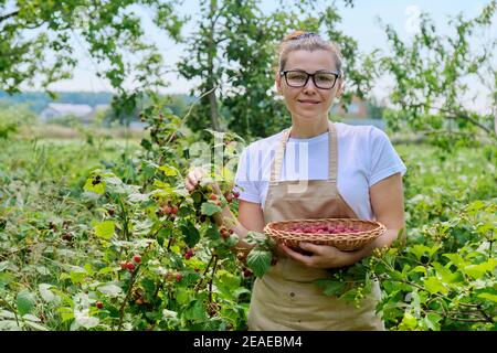 Donna giardiniere che raccoglie lamponi in giardino Foto Stock