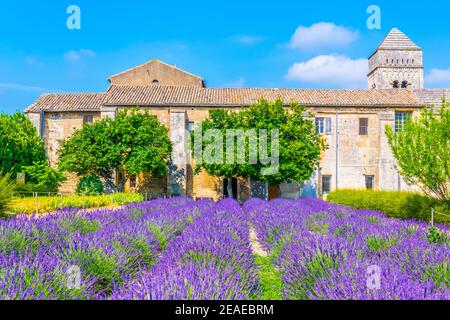 Campo di lavanda nel monastero di Saint Paul de Mausole In Francia Foto Stock