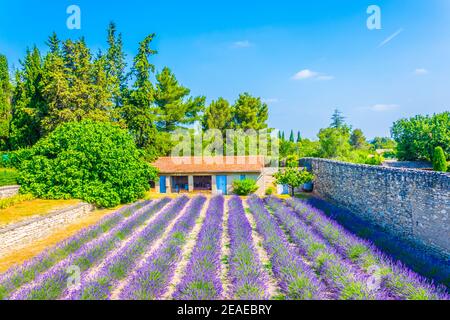 Campo di lavanda nel monastero di Saint Paul de Mausole In Francia Foto Stock