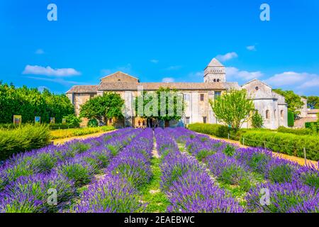 Campo di lavanda nel monastero di Saint Paul de Mausole In Francia Foto Stock