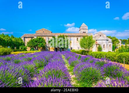 Campo di lavanda nel monastero di Saint Paul de Mausole In Francia Foto Stock