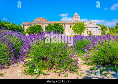 Campo di lavanda nel monastero di Saint Paul de Mausole In Francia Foto Stock