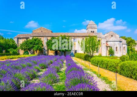 Campo di lavanda nel monastero di Saint Paul de Mausole In Francia Foto Stock