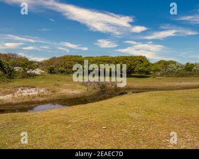 Vista sulle dune di sabbia con l'erba, i cespugli e gli alberi nei pressi di Domburg, Zeeland, Paesi Bassi Foto Stock