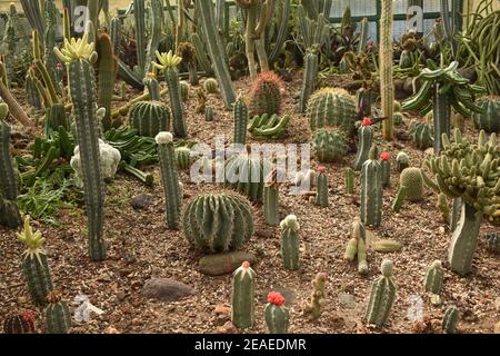 Diversi tipi di cactus e succulenti. Foto Stock