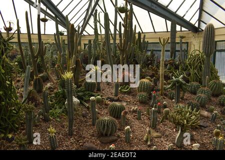 Vari tipi di cactus e succulenti in una serra. Foto Stock