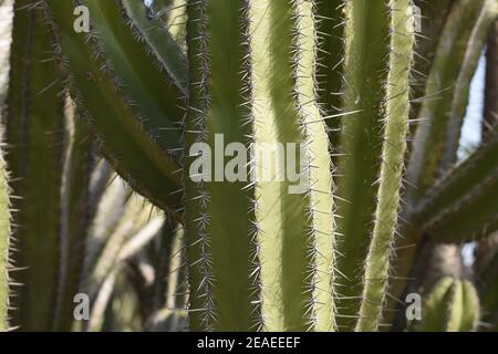Primo piano dei gambi di cactus di San Pedro. Foto Stock