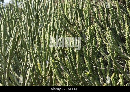 Euphorbia caducifolia piante. Foto Stock