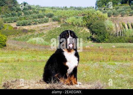 Carino Bouvier Bernese cane di montagna su un campo Foto Stock