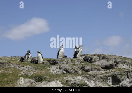 Pinguini magellanici, Sfenisco magellanicus, ai loro burrows di allevamento Foto Stock