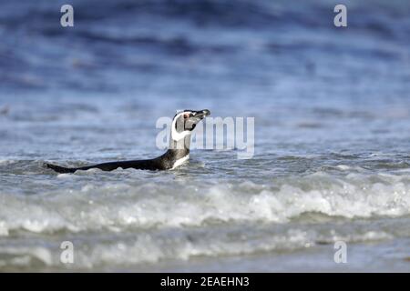 Pinguino Magellanico, Sfenisco magellanicus, nuoto in oceano Foto Stock