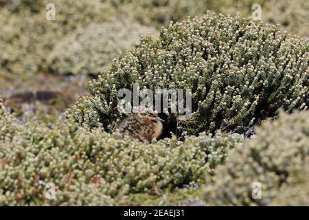 Snipe sudamericana, parapuaiae gallinago, pulcino Foto Stock