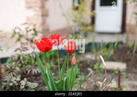 Bei tulipani rossi di fronte alla casa nel iarda Foto Stock