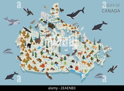 Progettazione 3D isometrica della fauna selvatica canadese. Elementi costruttivi di animali, uccelli e piante isolati su set bianco. Costruisci la tua area geografica infografica co Illustrazione Vettoriale