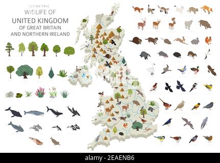 Progettazione 3D isometrica della fauna selvatica del Regno Unito. Elementi costruttivi di animali, uccelli e piante isolati su set bianco. Costruisci la tua geografia infogra Illustrazione Vettoriale