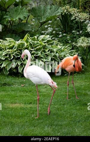 Fenicotteri a Coton Manor, giugno Foto Stock