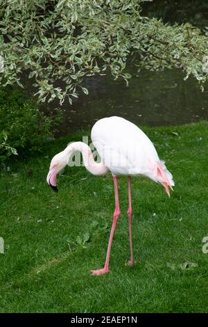 Fenicotteri a Coton Manor, giugno Foto Stock