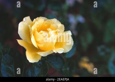 Regno Unito. Inghilterra. Fiori da giardino. Rosa gialla in piena fioritura. Foto Stock