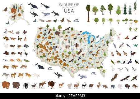 3d isometrico della fauna selvatica degli Stati Uniti. Elementi costruttivi di animali, uccelli e piante isolati su set bianco. Crea la tua raccolta di infografiche geografiche. Illustrazione Vettoriale