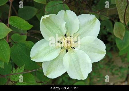 Clematis 'Guernsey Cream'. Fiori grandi, verde pallido all'apertura, che si trasformano in bianco cremoso alla maturità. West Sussex pianura costiera. 15 maggio 2006. CLE Foto Stock