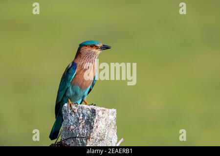 Curioso uccello indiano Roller (Coracias benghalensis) arroccato su un miglio di pietra a tamil nadu, india Foto Stock