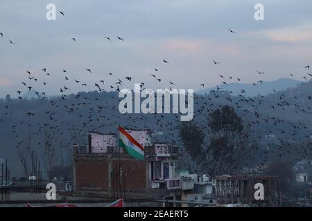 9 febbraio 2021, Poonch, Jammu e Kashmir, India: Un gregge di Myna comune vola sulla bandiera nazionale indiana a Poonch (immagine di credito: © Nazim Ali KhanZUMA Wire) Foto Stock