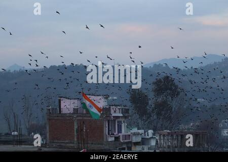 9 febbraio 2021, Poonch, Jammu e Kashmir, India: Un gregge di Myna comune vola sulla bandiera nazionale indiana a Poonch (immagine di credito: © Nazim Ali KhanZUMA Wire) Foto Stock