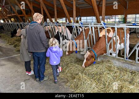 Padre con le sue due figlie in visita a un capanno di latteria con Simmental Fleckvieh in un giorno a porta aperta, Sarnen, Svizzera Foto Stock