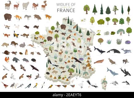 Progettazione 3D isometrica della fauna selvatica francese. Elementi costruttivi di animali, uccelli e piante isolati su set bianco. Costruisci la tua area geografica infografica co Illustrazione Vettoriale