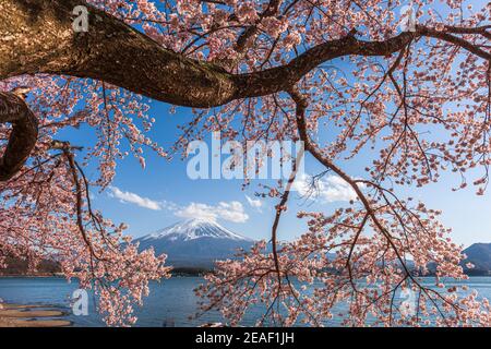 Mt. Fuji, Giappone sul lago Kawaguchi durante la stagione primaverile con fiori di ciliegio. Foto Stock