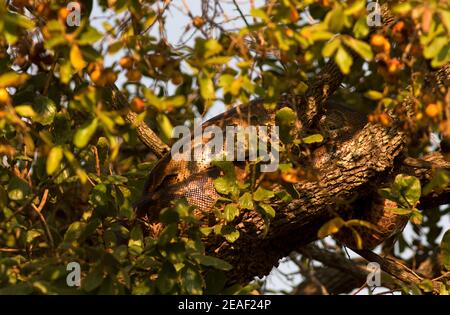 Un grande Python roccia ha avuto un pasto grande ed è andato nella forchetta di un albero e avvolto fino a riposare e digerire il suo pasto in relativa sicurezza. Foto Stock