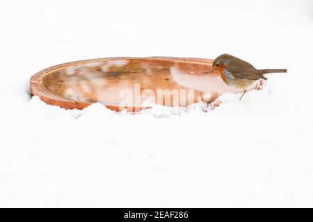 Killearn, Stirling, Scozia, Regno Unito. 9 Feb 2021. UK Weather - un rapino che beve da un bagno di uccello sghiacciato nella neve in un giardino Killearn Credit: Kay Roxby/Alamy Live News Foto Stock