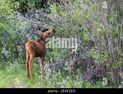 Un bambino (vitello) bruna alci su un salice nel Grand Teton National Park, Wyoming. Foto Stock