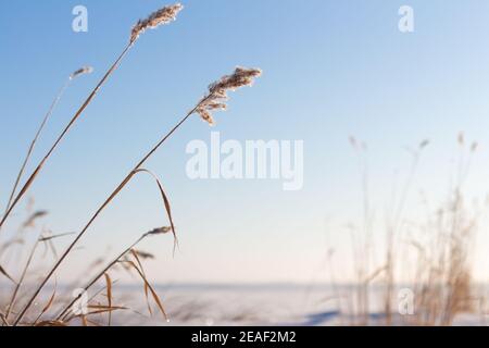 Sole di mattina che splende sulle teste di grano di erba dorata coperte in gelo e neve in inverno Foto Stock