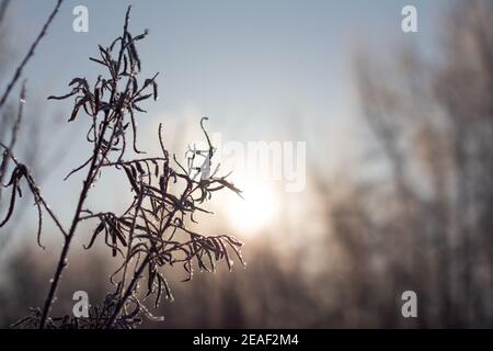 sole di mattina che splende attraverso gli alberi scintillando su primo piano gelo foglie e rami coperti in inverno Foto Stock